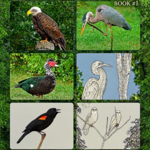 Mark Penkower's Ornithology Photographs With Information + Coloring Book Images